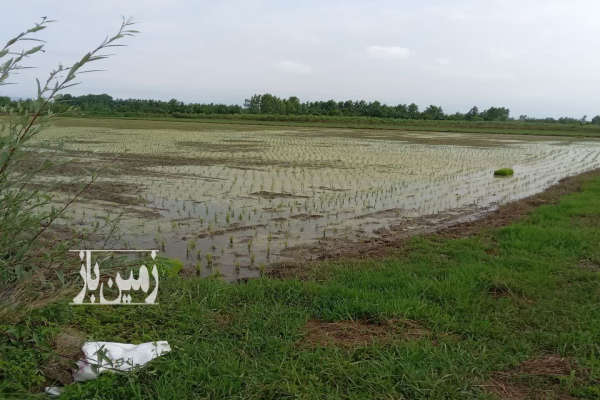 فروش زمین کشاورزی گیلان ۴۴۴۰ متر آستانه جاده کیاشهر پرکا روستایی-1