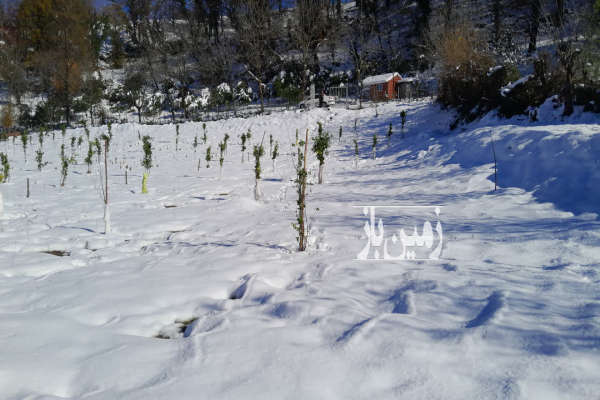 فروش زمین باغ شمال ۹۰۰ متر قائمشهر قادیکلای بزرگ روستایی-3