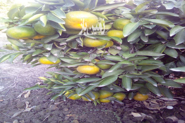 فروش زمین باغ شمال ۳۱۵۰ متر ساری روستایی مشجر-3