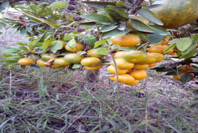 فروش زمین باغ شمال ۳۱۵۰ متر ساری روستایی مشجر