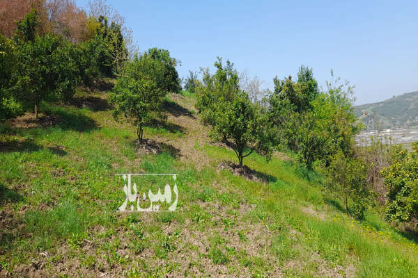 فروش زمین کشاورزی شمال ۱۲۶۰ متر قائمشهر روستای ریکنده-2