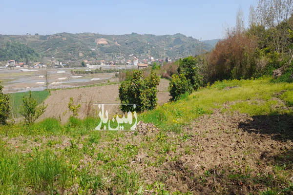 فروش زمین کشاورزی شمال ۱۲۶۰ متر قائمشهر روستای ریکنده-3