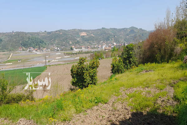 فروش زمین کشاورزی شمال ۱۲۶۰ متر قائمشهر روستای ریکنده-4