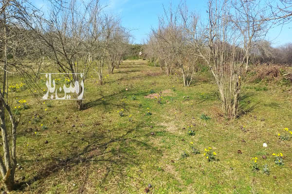 فروش زمین باغ شمال ۶۰۰ متر ساری روستای امره-1