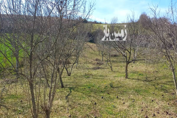 فروش زمین باغ شمال ۶۰۰ متر ساری روستای امره-2