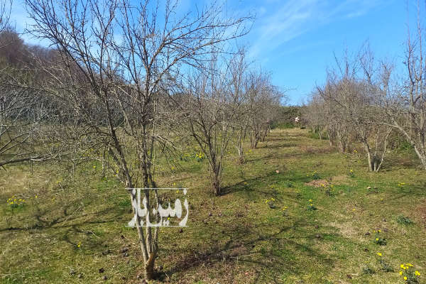 فروش زمین باغ شمال ۶۰۰ متر ساری روستای امره-3