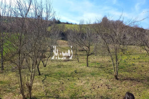 فروش زمین باغ شمال ۶۰۰ متر ساری روستای امره-4