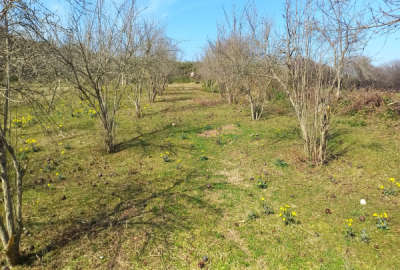 فروش زمین باغ شمال ۶۰۰ متر ساری روستای امره