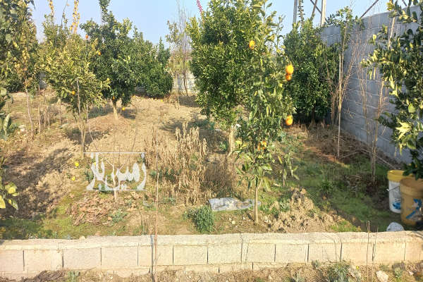 فروش زمین کشاورزی شمال ۱۳۰ متر قائمشهر انتهای کوچکسرا-1