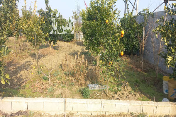 فروش زمین کشاورزی شمال ۱۳۰ متر قائمشهر انتهای کوچکسرا-2