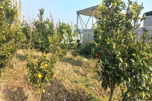 فروش زمین کشاورزی شمال ۱۳۰ متر قائمشهر انتهای کوچکسرا-3