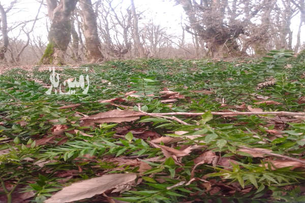 فروش زمین مسکونی گیلان ۱۸۵ متر لاهیجان روستای آزارستانکی-1