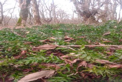 فروش زمین مسکونی گیلان ۱۸۵ متر لاهیجان روستای آزارستانکی
