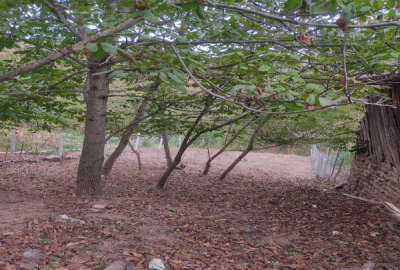 زمین مسکونی ۱۹۰ متر سی دشت روستای گردویشه