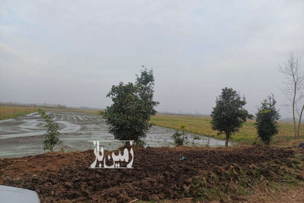 فروش زمین باغ کشاورزی گیلان ۲۶۰۰ متر لنگرود جاده چمخاله بلواردهگان-1