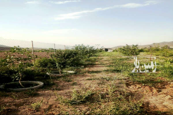 فروش زمین باغ کشاورزی قم ۶۴۵ متر سلفچگان روستای دیزیجان-1