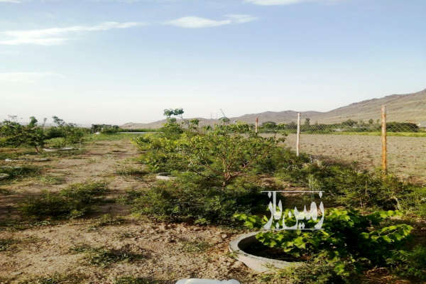 فروش زمین باغ کشاورزی قم ۶۴۵ متر سلفچگان روستای دیزیجان-4