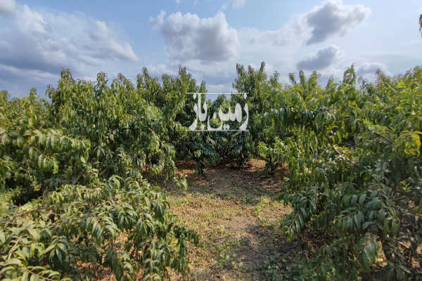 فروش زمین باغ شمال ۲۰۰۰ متر نکا-4