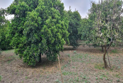 فروش زمین باغ شمال ۳۲۰ متر بابل روستای هتکه پشت