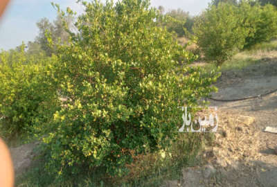 فروش زمین باغ هرمزگان ۱۰۰۰ متر هشت‌ بندی