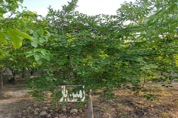 فروش زمین باغ خراسان رضوی ۱۰۰۰ متر مشهد گلبهار روستای به آباد-2