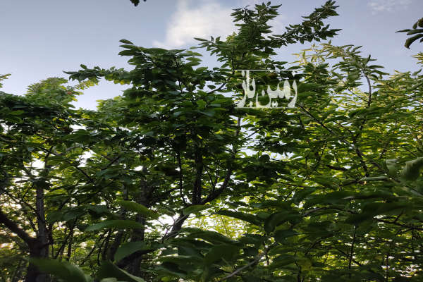 فروش زمین باغ خراسان رضوی ۱۰۰۰ متر مشهد گلبهار روستای به آباد-3