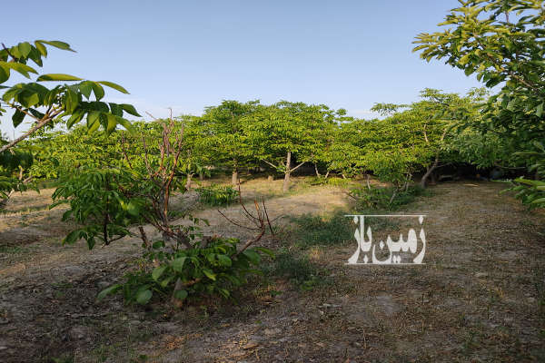 فروش زمین باغ خراسان رضوی ۱۰۰۰ متر مشهد گلبهار روستای به آباد-4