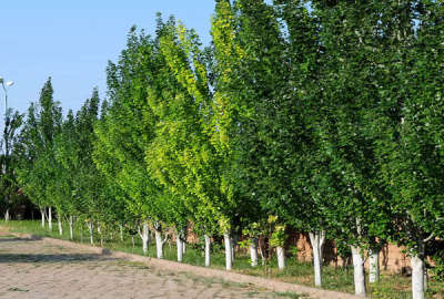 فروش زمین باغ گیلان ۱۰۱۵ متر صومعه‌ سرا کسما روستای دهنده