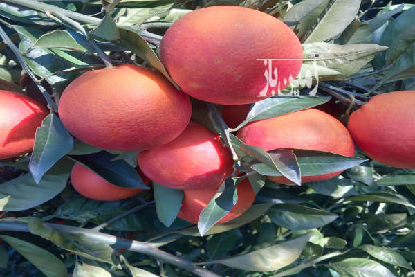 فروش زمین کشاورزی شمال ۵۰۰۰ متر قائمشهر-3