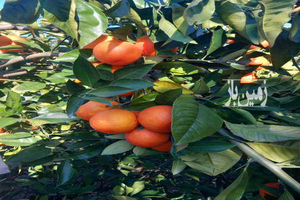 فروش زمین کشاورزی شمال ۵۰۰۰ متر قائمشهر-4