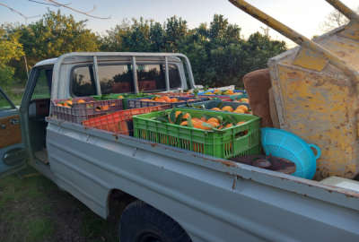 فروش زمین کشاورزی شمال ۵۰۰۰ متر قائمشهر