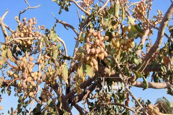 فروش زمین مسکونی مرکزی ۲۴۰۰ متر زاویه روستای صدر آباد - تصویر 2