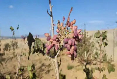 فروش زمین مسکونی مرکزی ۲۴۰۰ متر زاویه روستای صدر آباد