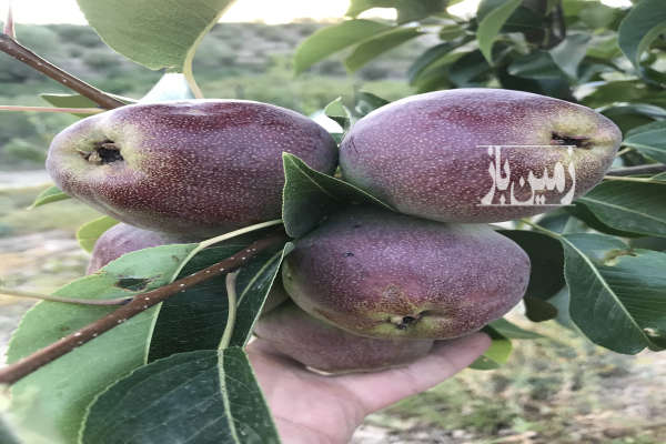 فروش زمین باغ تهران ۵۰۰۰ متر فیروزکوه-1