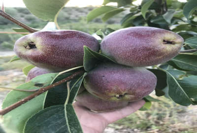 فروش زمین باغ تهران ۵۰۰۰ متر فیروزکوه