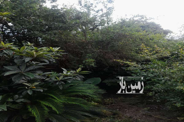 فروش زمین مسکونی کلنگی شمال ۲۹۰ متر نور رستمرود-3