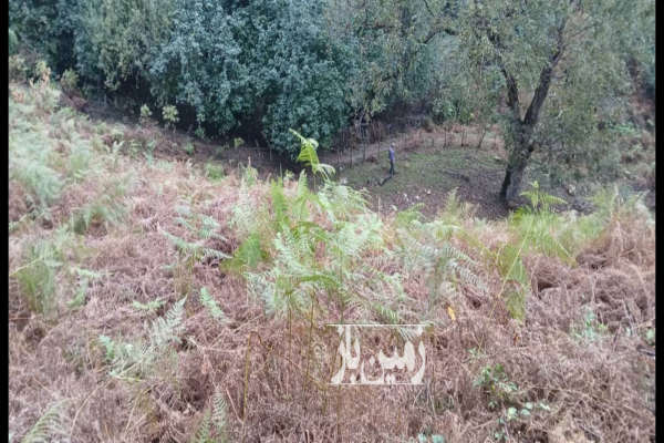 فروش زمین باغ گیلان ۶۰۰ متر رضوان‌ شهر پونل روستای ارده-1