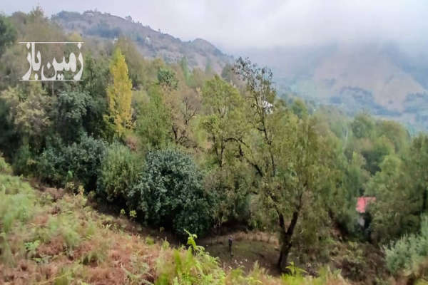 فروش زمین باغ گیلان ۶۰۰ متر رضوان‌ شهر پونل روستای ارده-2