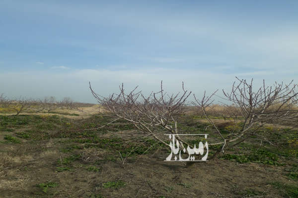 فروش زمین باغ شمال ۵۵۰۰ متر بهشهر روستای عسگراباد-1