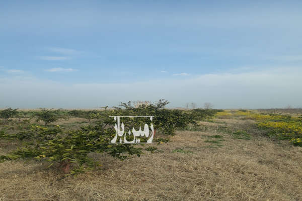 فروش زمین باغ شمال ۵۵۰۰ متر بهشهر روستای عسگراباد-2