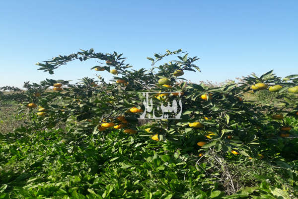 فروش زمین باغ شمال ۵۵۰۰ متر بهشهر روستای عسگراباد-3