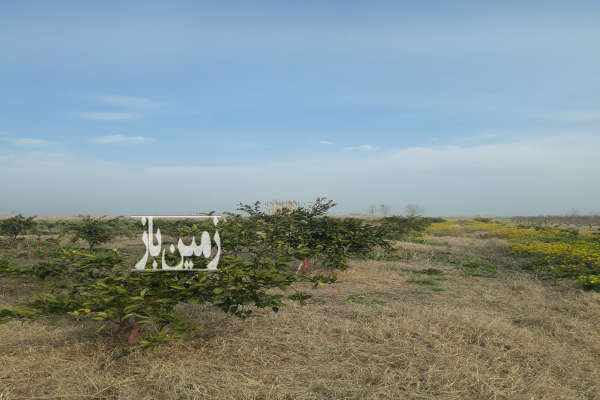فروش زمین باغ شمال ۵۵۰۰ متر بهشهر روستای عسگراباد-4