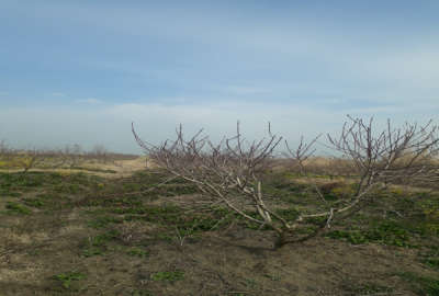 فروش زمین باغ شمال ۵۵۰۰ متر بهشهر روستای عسگراباد