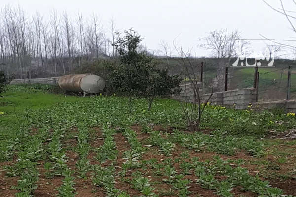 فروش زمین باغ شمال ۱۲۳۰ متر ساری روستای امره-1