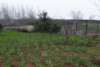 فروش زمین باغ شمال ۱۲۳۰ متر ساری روستای امره