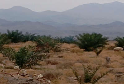 فروش زمین باغ هرمزگان ۱۱۰۰۰ متر حاجی‌ آباد