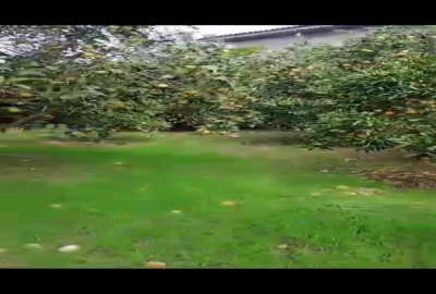 فروش زمین باغ شمال ۳۵۰ متر آمل بلوار ولایت روستای تجنک