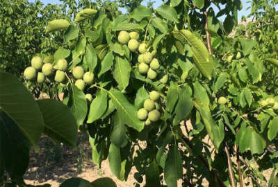 فروش زمین باغ فارس ۱۳۰۰۰ متر صفاشهر بالاتر از قنات ناظمی