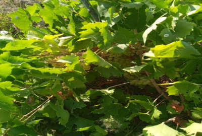 فروش زمین باغ آذربایجان غربی ۴۹۶۰ متر شاهین‌ دژ پمپاژ هولاسو دوشاپ تپراقی