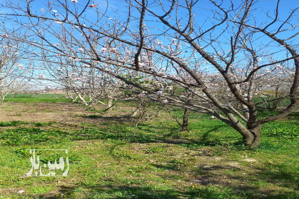 فروش زمین تجاری باغ صنعتی گلستان ۴۰۰۰ متر گرگان به سمت آق قلا-2
